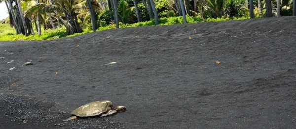 Hawaii Volcanoes National Park Experience Departing from Oahu
