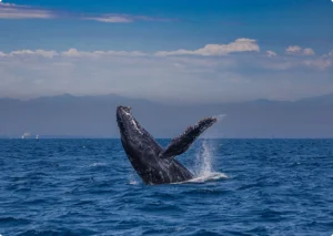 Deluxe Whale Watch Sail Oahu