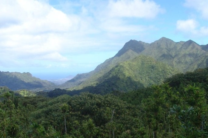 a tree with a mountain in the background